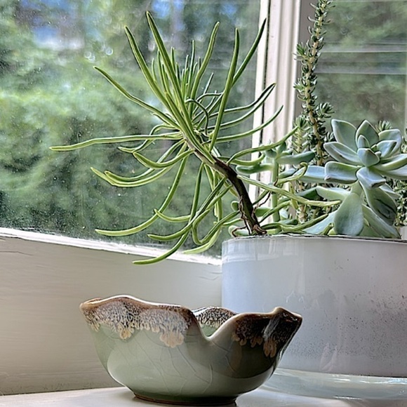 NEW Windowsill SUCCULENT 4" Anthropologie - Picture 13 of 13